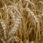 a close up of a bunch of wheat