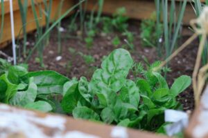 green plant on brown soil