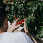 person holding red round fruits